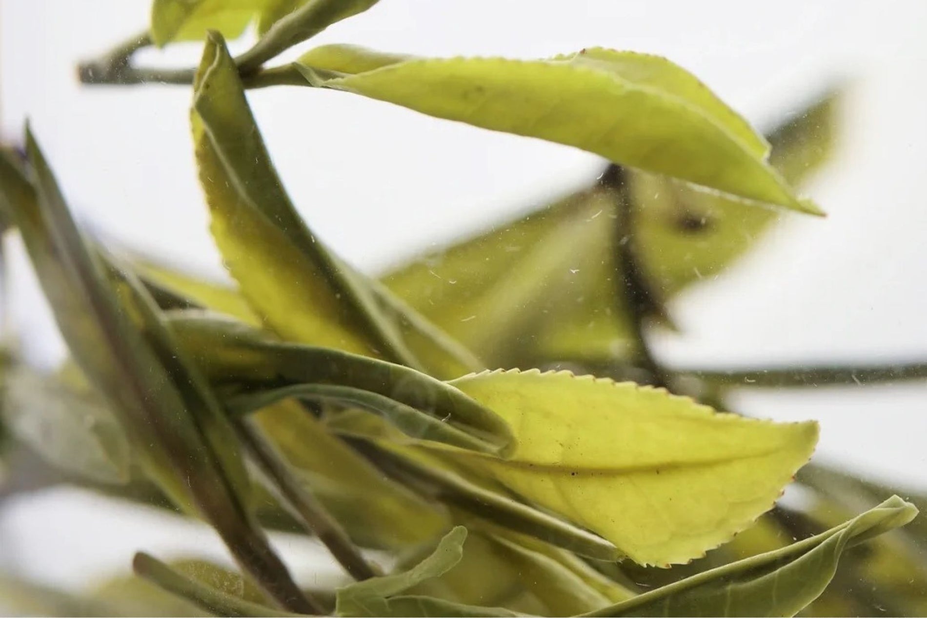 Close-up of fresh green tea leaves with vibrant green color