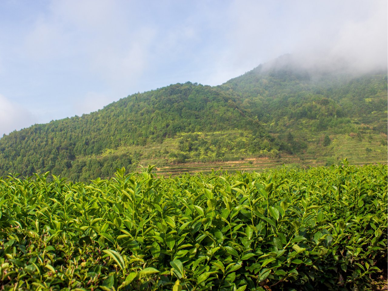 tea mountain in anxi