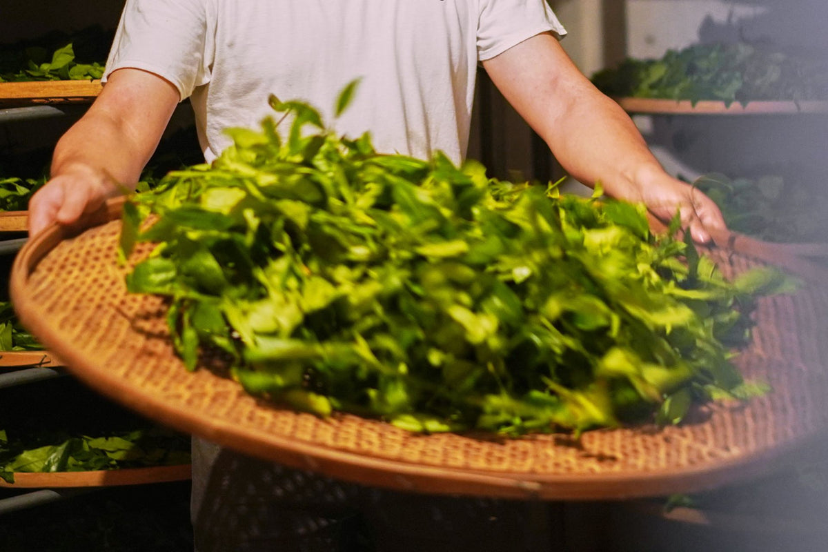 What is YanCha (Rock Tea)?